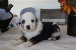 Walker - Miniature Australian Shepherd for sale