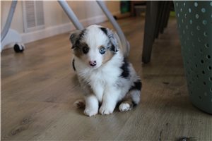Tracker - Miniature Australian Shepherd for sale