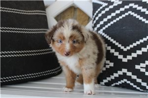Wyatt - Miniature Australian Shepherd for sale