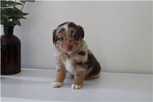 Elijah - puppy for sale