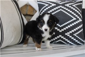 Wilma - Miniature Australian Shepherd, placed in St Louis