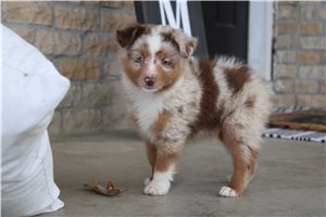 Wyatt - Miniature Australian Shepherd for sale