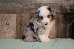 Tracker - Miniature Australian Shepherd for sale