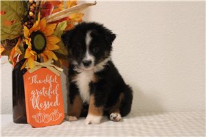 Wendi - Miniature Australian Shepherd for sale