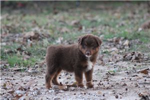 Watson - Miniature Australian Shepherd for sale