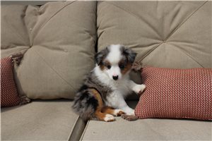 Dominic - Miniature Australian Shepherd for sale