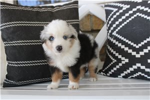Walker - Miniature Australian Shepherd for sale