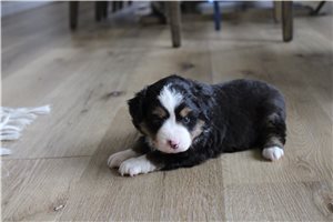 Bennett - Miniature Australian Shepherd for sale