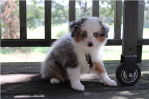 Simon - Miniature Australian Shepherd for sale