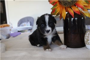 Wendi - Miniature Australian Shepherd for sale