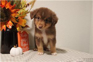 Woodrow - Miniature Australian Shepherd for sale