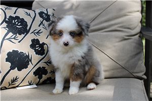 Simon - Miniature Australian Shepherd for sale