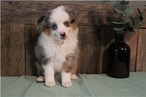 Simon - Miniature Australian Shepherd for sale