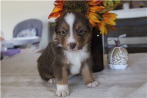 Wesley - Miniature Australian Shepherd for sale