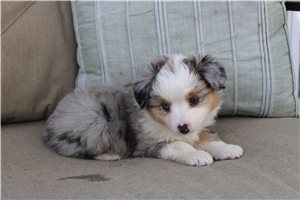 Benjamin - Miniature Australian Shepherd for sale