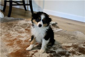 Petra - Miniature Australian Shepherd for sale
