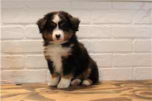 Bennett - Miniature Australian Shepherd for sale