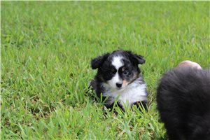 Orea - Miniature Australian Shepherd for sale