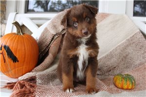Watson - Miniature Australian Shepherd for sale