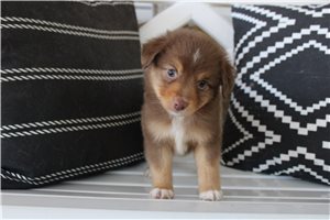 Woodrow - Miniature Australian Shepherd for sale