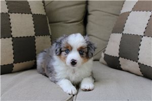 Pumpkin - Miniature Australian Shepherd for sale