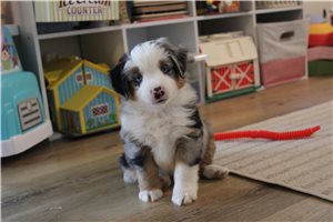 Theo - Miniature Australian Shepherd for sale