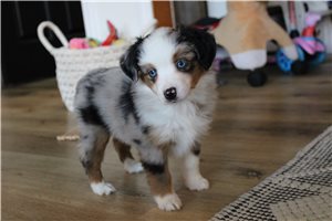 Tori - Miniature Australian Shepherd for sale