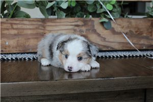 Benjamin - Miniature Australian Shepherd for sale