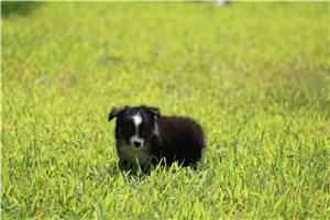 Overton - puppy for sale