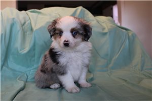 Timon - Miniature Australian Shepherd for sale
