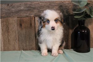 Timon - Miniature Australian Shepherd for sale