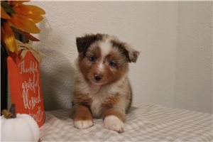 Wyatt - Miniature Australian Shepherd for sale