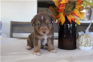 Woodrow - Miniature Australian Shepherd for sale