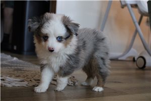 Simon - Miniature Australian Shepherd for sale