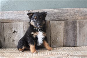 Cate - Miniature Australian Shepherd for sale
