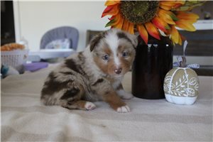 Wyatt - Miniature Australian Shepherd for sale