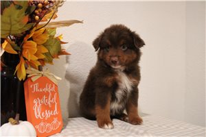 Watson - Miniature Australian Shepherd for sale