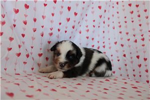 Lily - Miniature Australian Shepherd for sale