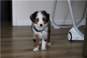 Tori - Miniature Australian Shepherd for sale