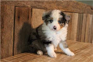 Silver - puppy for sale
