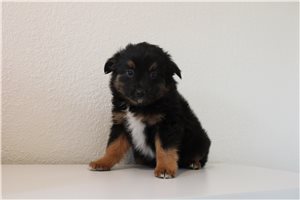 Cate - Miniature Australian Shepherd for sale