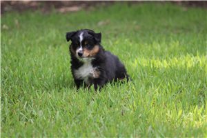 Owen - puppy for sale