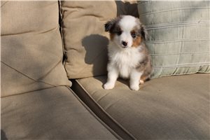 Dominic - Miniature Australian Shepherd for sale