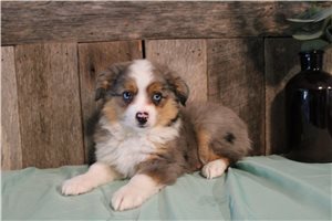 Sally - Miniature Australian Shepherd for sale