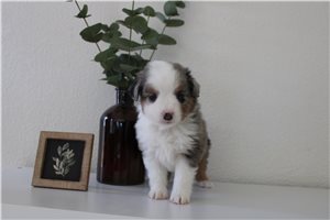 Dominic - Miniature Australian Shepherd for sale
