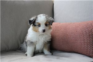 Benjamin - Miniature Australian Shepherd for sale