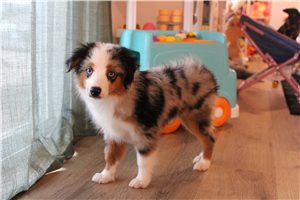 Tori - Miniature Australian Shepherd for sale