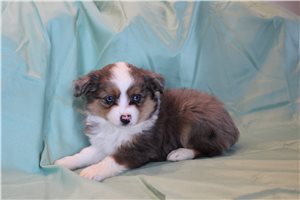 Sally - Miniature Australian Shepherd for sale