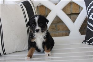 Wendi - Miniature Australian Shepherd for sale