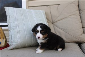 Bennett - Miniature Australian Shepherd for sale